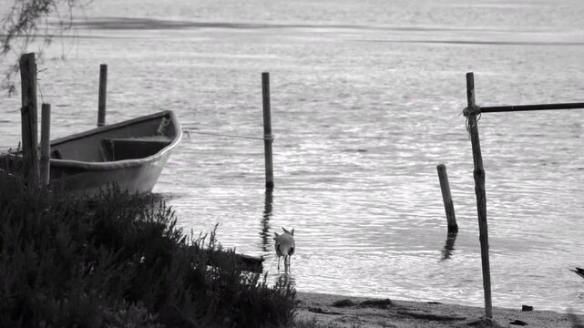 4K shot of a Grey Heron in the &Eacute;tangs palavasiens, H&eacute;rault. The bird catches and swallows a small fish near a moored rowboat in the shallow water.