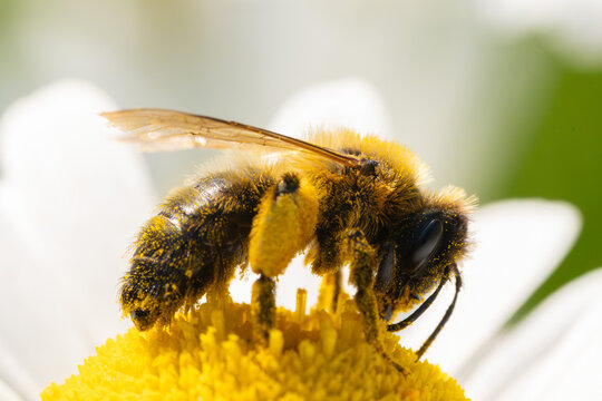 Pollen covered mining bee on daisy flower macro
