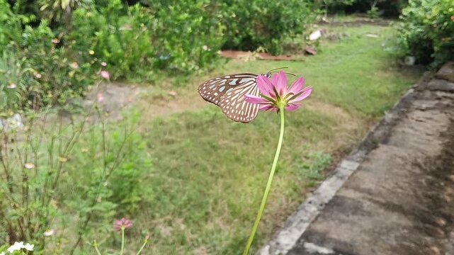 Close-up of a Blue Glassy Tiger butterfly (Ideopsis vulgaris) resting and feeding on a pink flower in a garden in malaysia. The butterfly displays delicate translucent blue-white markings on dark brow