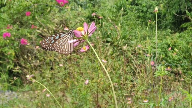 Close-up of a Blue Glassy Tiger butterfly (Ideopsis vulgaris) resting and feeding on a pink flower in a garden in malaysia. The butterfly displays delicate translucent blue-white markings on dark brow