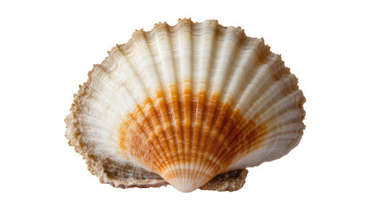 Detailed textured scallop shell with orange and white stripes, isolated on transparent background © Maria