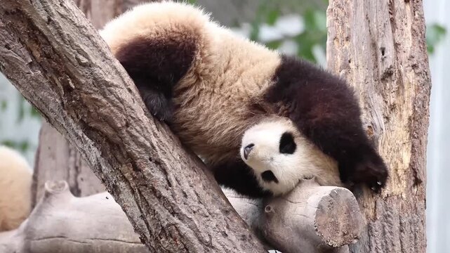 Funny movement of Little panda on the tree