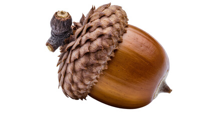 Brown acorn with textured cap and stem, isolated on transparent background © Maria