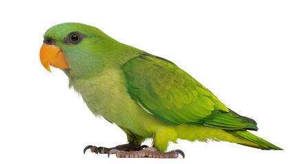 Obraz premium Bright green parrot with orange beak, isolated on transparent background