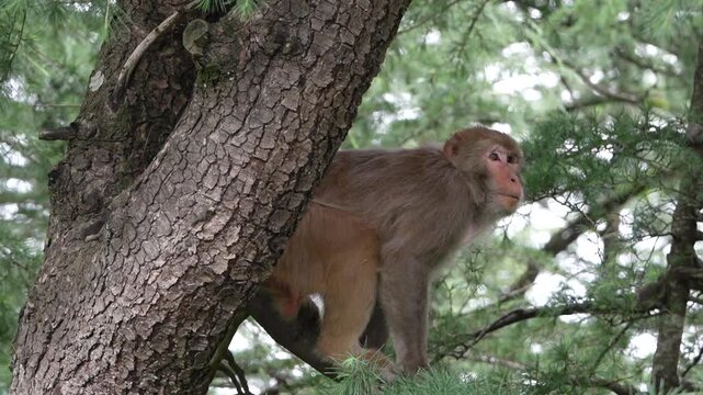 Wild Rhesus macaque monkey leaping through the green needle foliage of a Deodar cedar tree in a Himalayan forest.