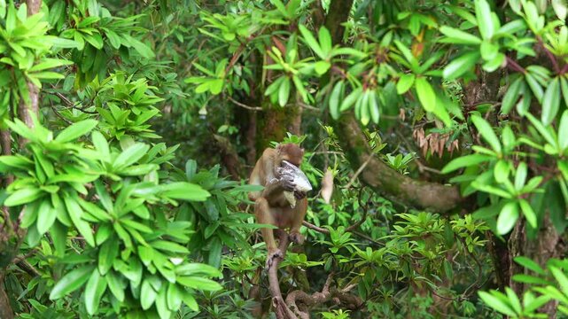 Rhesus macaque monkey feeding on human food from a clear plastic bag amidst lush green foliage.