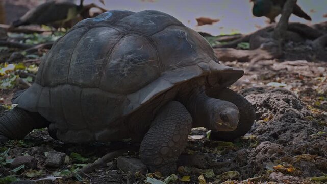 A giant tortoise moves slowly over a dry, leaf-strewn forest floor in Tanzania, its heavy shell catching patches of sunlight. Great for wildlife documentaries, conservation messages, or educational co