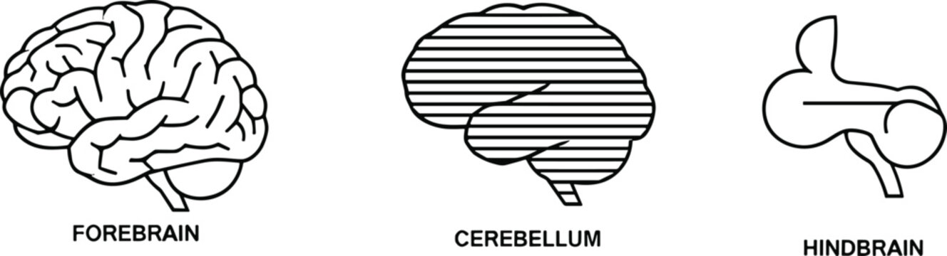 Human brain anatomy illustration, forebrain cerebellum hindbrain diagram