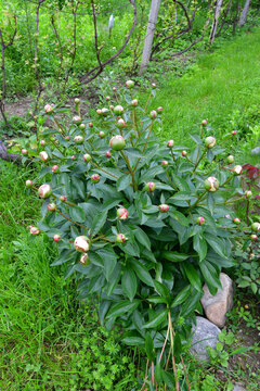 green apple tree