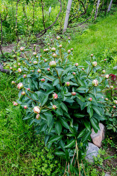 green and yellow flowers