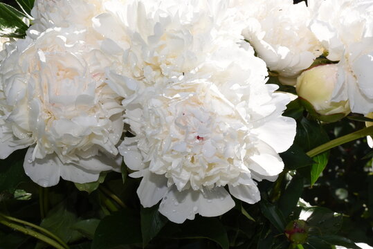white flowers