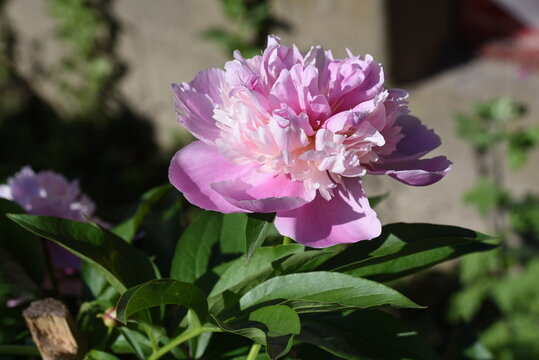 pink rose bush