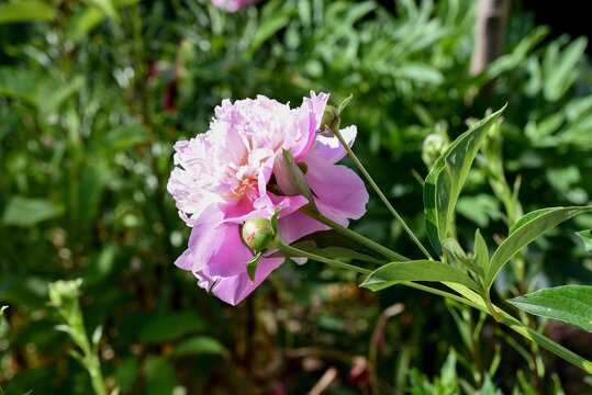 pink and purple flowers