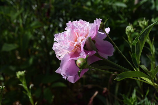 pink and purple flowers