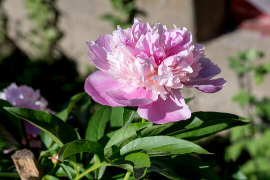 pink rose bush