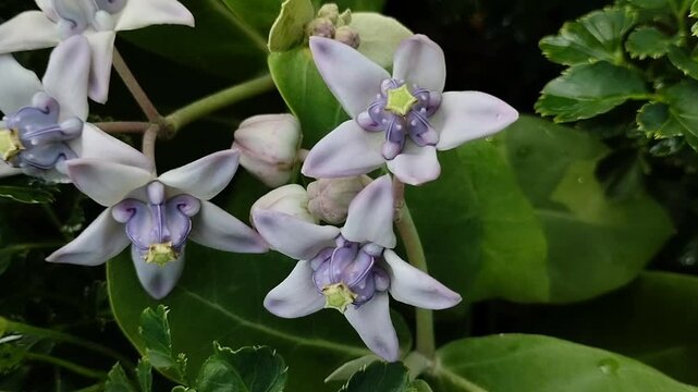 Beautiful Crown flower (Calotropis gigantea) or Biduri blooming