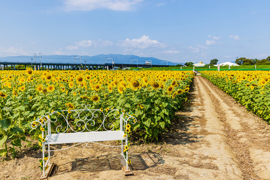 岐阜県　大垣ひまわり畑