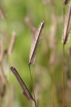 Bouteloua gracilis (buffalo grass) in a field