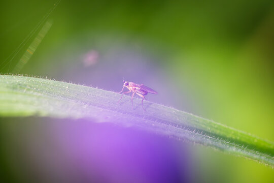 View of a small insect resting on a green blade of grass with a soft blurred background in Oldtown, County Dublin, Ireland.