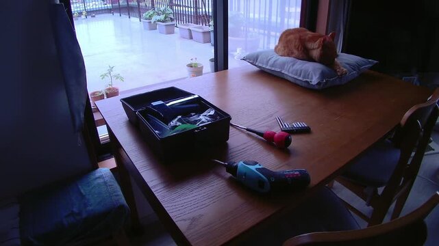Checking tools with a cat nearby in a small room, quiet everyday workspace with signs of daily life for DIY, home maintenance and lifestyle use