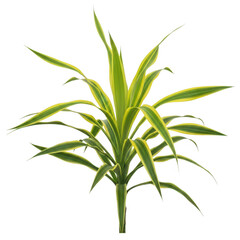 Fototapeta premium A small green plant with long thin leaves and yellow edges growing as a fresh houseplant shrub isolated on transparent background