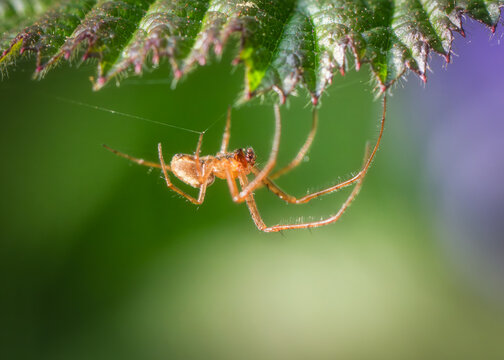 View of a small brown spider hanging from its web beneath a serrated green leaf with a blurred background in Oldtown, County Dublin, Ireland.