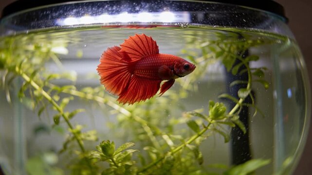 Seeing light glare, red male betta swimming and fanning, inspecting stems in round bowl with heater