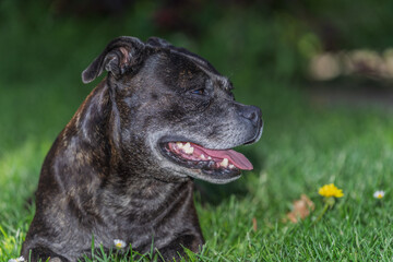 Obraz premium Happy Brindle Staffordshire Bull Terrier Lying in Green Grass