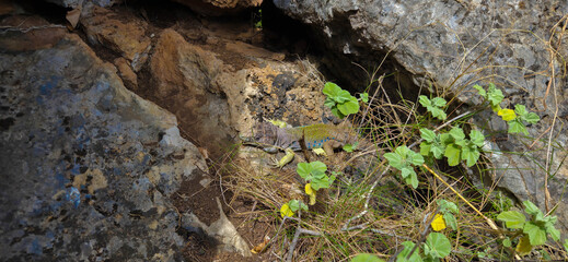 Lagarto ocelado (Timon lepidus) o Fardacho , primer plano , descansando sobre una roca en su hábitat natural en la montaña. © Tonikko