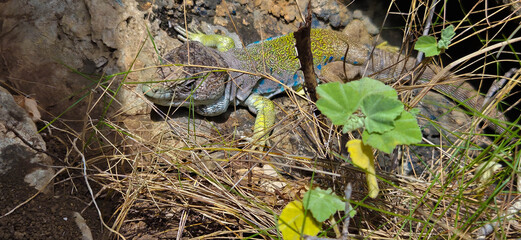Lagarto ocelado (Timon lepidus) o Fardacho , primer plano , descansando sobre una roca en su hábitat natural en la montaña. © Tonikko