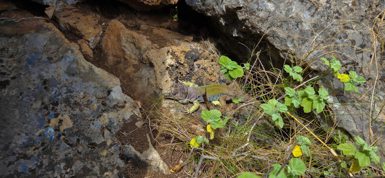 Lagarto ocelado (Timon lepidus) o Fardacho , primer plano , descansando sobre una roca en su h&aacute;bitat natural en la monta&ntilde;a.