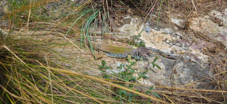 Lagarto ocelado (Timon lepidus) o Fardacho , primer plano , descansando sobre una roca en su h&aacute;bitat natural en la monta&ntilde;a.