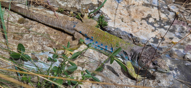 Lagarto ocelado (Timon lepidus) o Fardacho , primer plano , descansando sobre una roca en su h&aacute;bitat natural en la monta&ntilde;a.