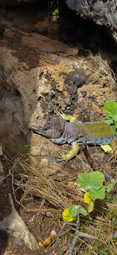 Lagarto ocelado (Timon lepidus) o Fardacho , primer plano , descansando sobre una roca en su h&aacute;bitat natural en la monta&ntilde;a.