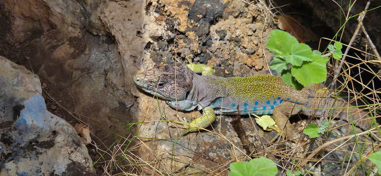 Lagarto ocelado (Timon lepidus) o Fardacho , primer plano , descansando sobre una roca en su h&aacute;bitat natural en la monta&ntilde;a.