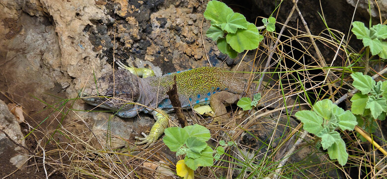 Lagarto ocelado (Timon lepidus) o Fardacho , primer plano , descansando sobre una roca en su h&aacute;bitat natural en la monta&ntilde;a.