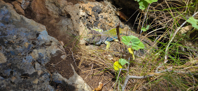 Lagarto ocelado (Timon lepidus) o Fardacho , primer plano , descansando sobre una roca en su h&aacute;bitat natural en la monta&ntilde;a.