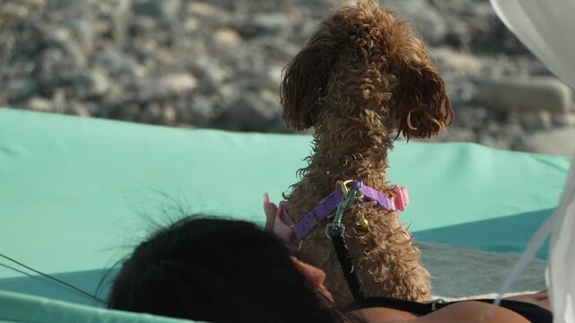 Dog, woman, relaxing, small brown poodle mix sits beside a woman on a beach hammock, enjoying a sunny, peaceful day outdoors.