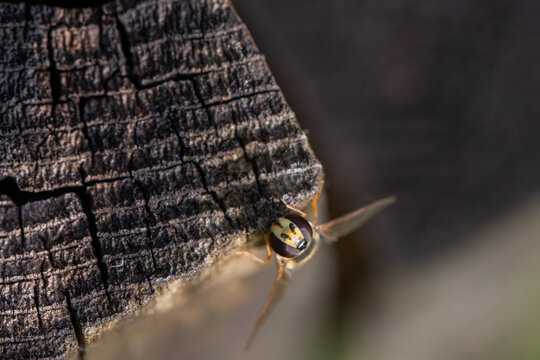 View of a hoverfly resting on the edge of a charred wooden post with detailed texture and cracks in Oldtown, County Dublin, Ireland.