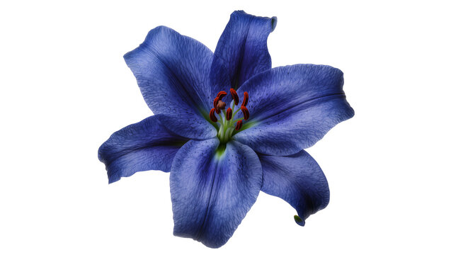 Deep blue lily flower with red stamens