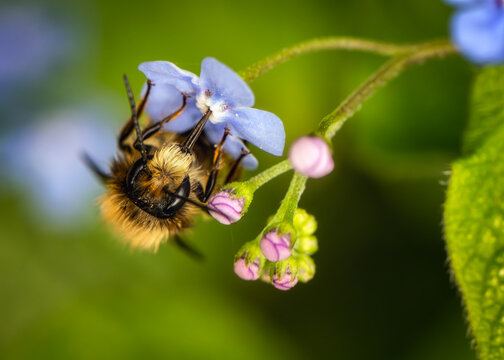 View of a fuzzy bumblebee collecting nectar from a small blue flower with pink buds and green leaves in Oldtown, County Dublin, Ireland.