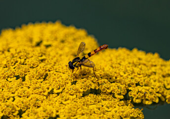 A vibrant hoverfly sits on a lush yellow yarrow inflorescence. Macro photography of the insect with outspread transparent wings against a dark blurred background on a sunny summer day. © yevgeniysh