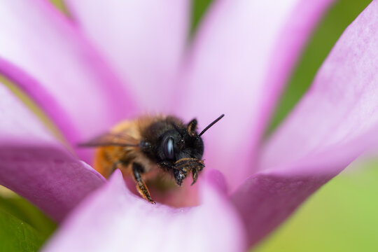 View of a honey bee collecting pollen inside a vibrant pink flower with soft petals in Oldtown, County Dublin, Ireland.