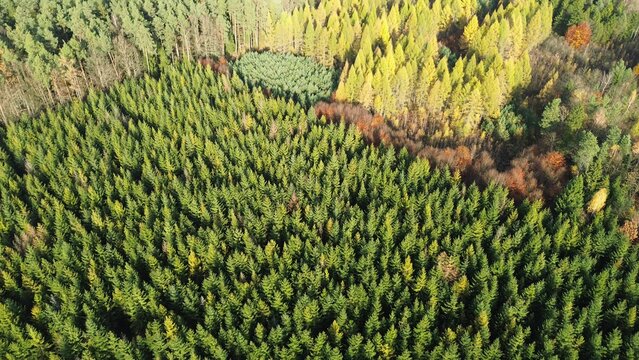 Sunlit reforestation zone with new pine growth