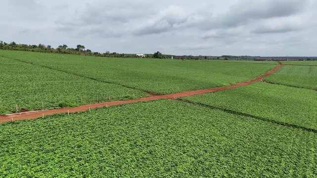 Drone footage captured at low altitude above a large sweet potato farm in Gia Lai Province, Vietnam. The drone flies just above rows of sweet potato crops, documenting large-scale cultivation across a