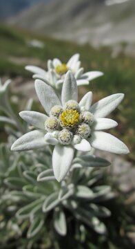 Close-up of a delicate white Edelweiss flower blooming in a mountain meadow.