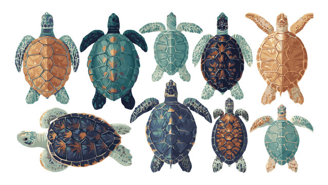 Collection of Various Sea Turtle Species in Different Colors and Patterns.