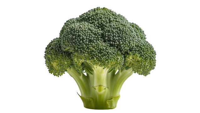 Fresh green broccoli head with thick stem