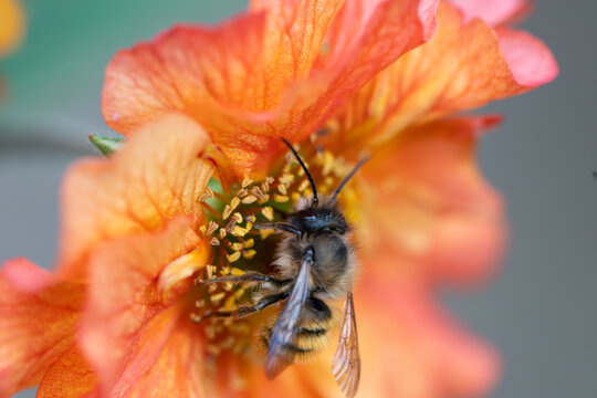 View of a bee pollinating a bright orange flower with soft petals and visible pollen in Oldtown, County Dublin, Ireland.