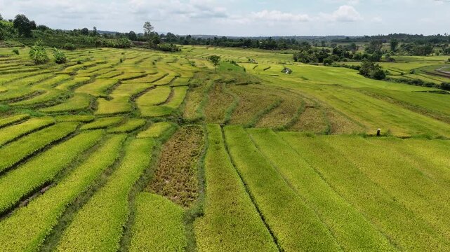 Drone footage captured over terraced rice fields in Chu Sue Commune, Gia Lai Province, Vietnam. Filmed from a different aerial perspective, the footage documents lush green rice paddies interspersed w